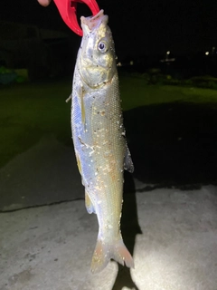 ウグイの釣果