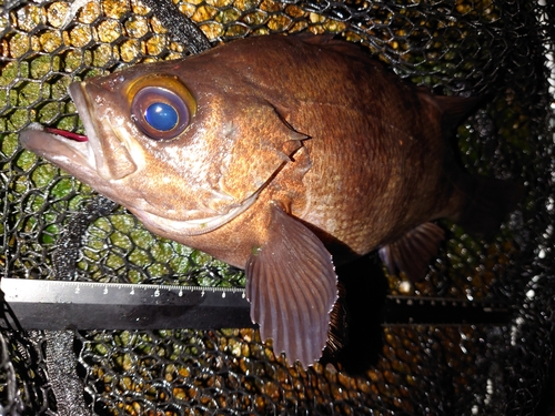 メバルの釣果