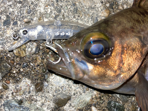 メバルの釣果