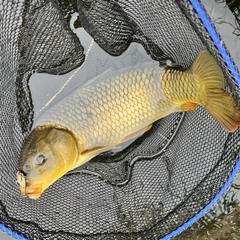 コイの釣果