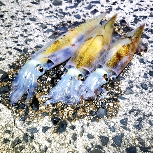 ヤリイカの釣果