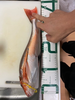 ホウボウの釣果