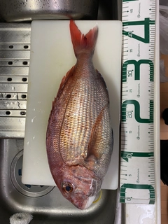 マダイの釣果