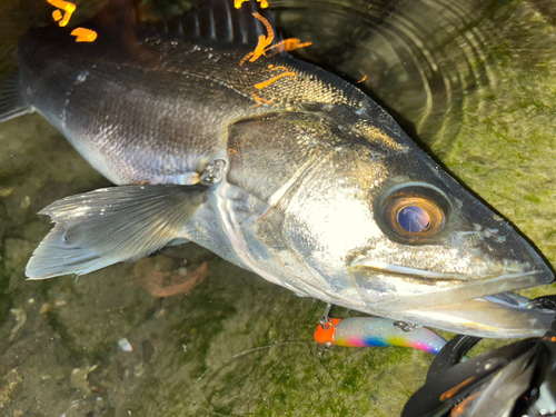 スズキの釣果