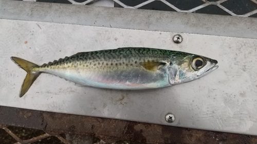 サバの釣果