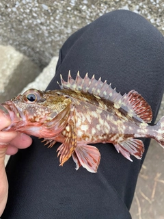 カサゴの釣果