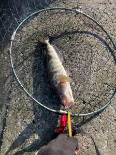 ホッケの釣果