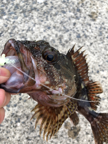 アラカブの釣果