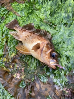 チャメバルの釣果