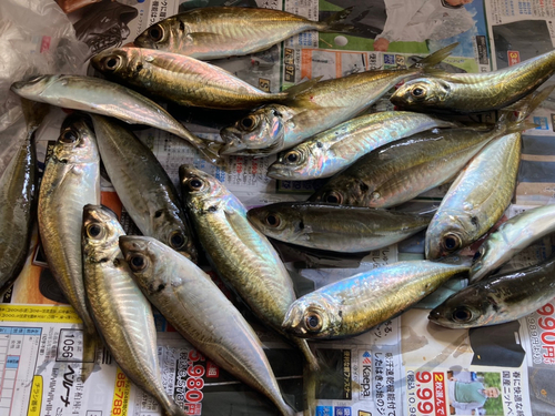 アジの釣果