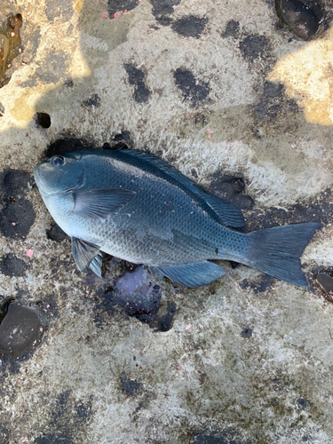 クチブトグレの釣果