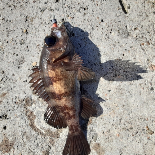 アカメバルの釣果