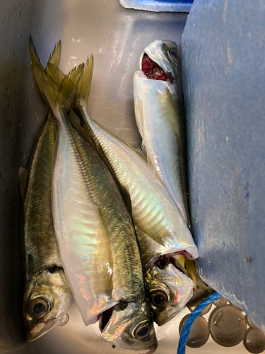 アジの釣果