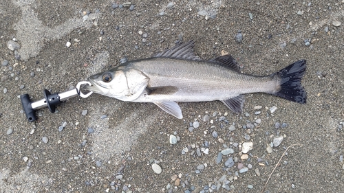 フッコ（マルスズキ）の釣果