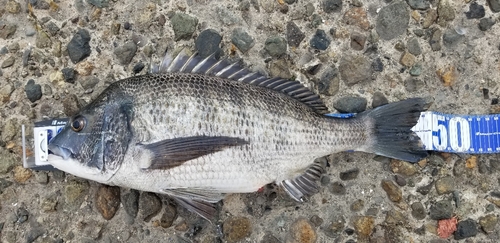 チヌの釣果