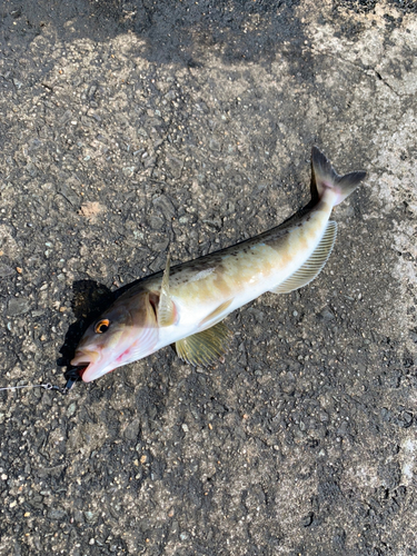 ホッケの釣果