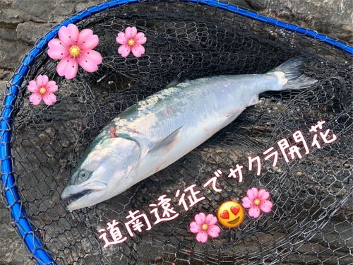 サクラマスの釣果