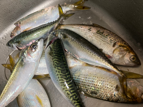 サバの釣果