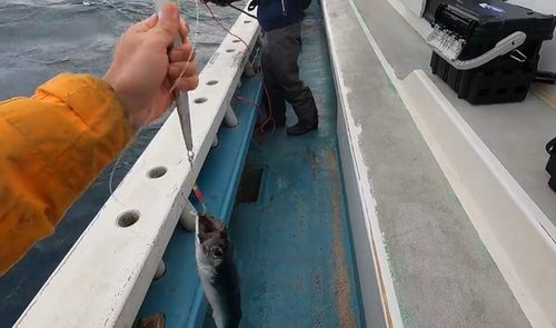 サバの釣果