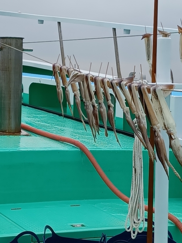 スルメイカの釣果