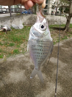 イトヒキサギの釣果