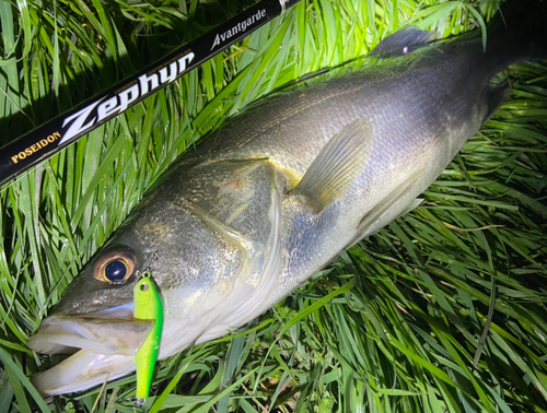 シーバスの釣果