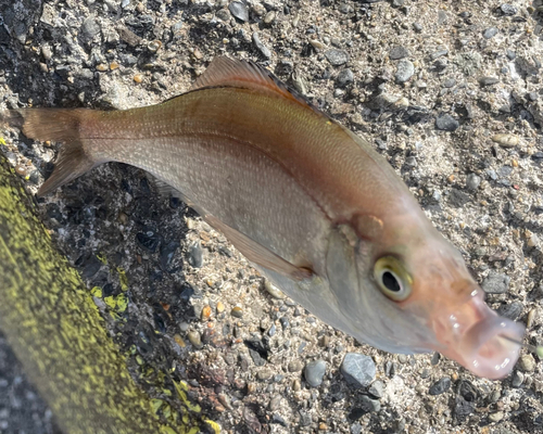 ウミタナゴの釣果