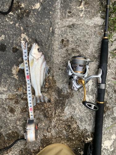 コトヒキの釣果