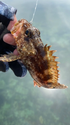 カサゴの釣果