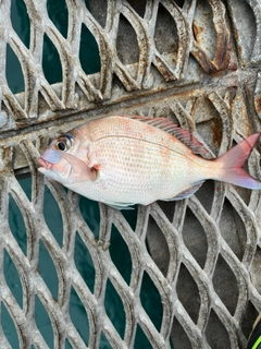 チャリコの釣果