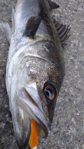 マルスズキの釣果