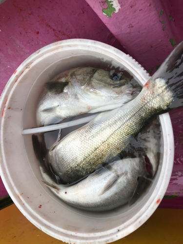 シーバスの釣果