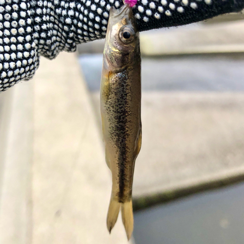 アブラハヤの釣果