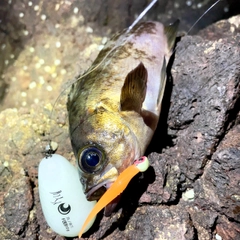 シロメバルの釣果