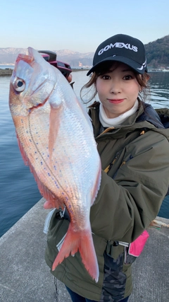 チダイの釣果