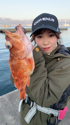 ウッカリカサゴの釣果