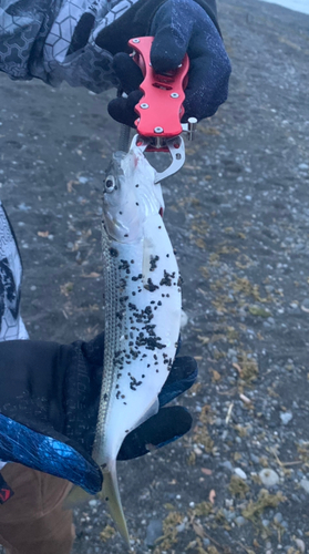 コノシロの釣果