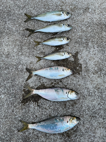 アジの釣果