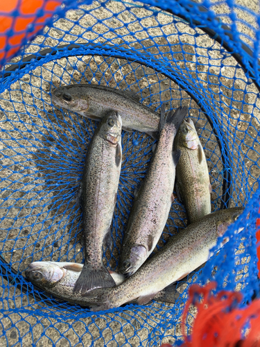 北方川釣り体験場マス釣り場の釣果・釣り場情報【2024年最新】 - アングラーズ