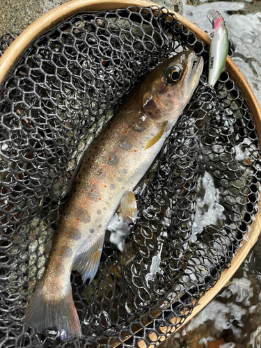 アマゴの釣果