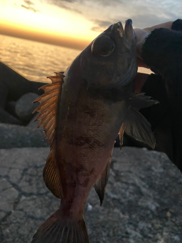 メバルの釣果