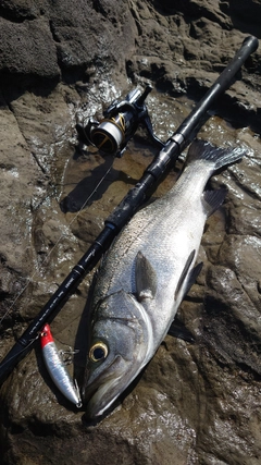 ヒラスズキの釣果