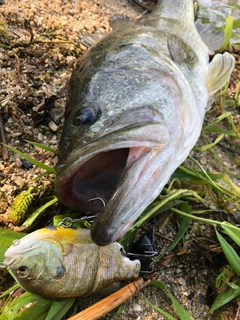 ブラックバスの釣果