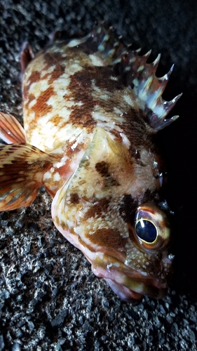 カサゴの釣果