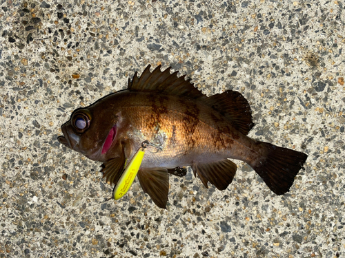 メバルの釣果