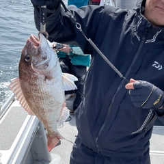 マダイの釣果