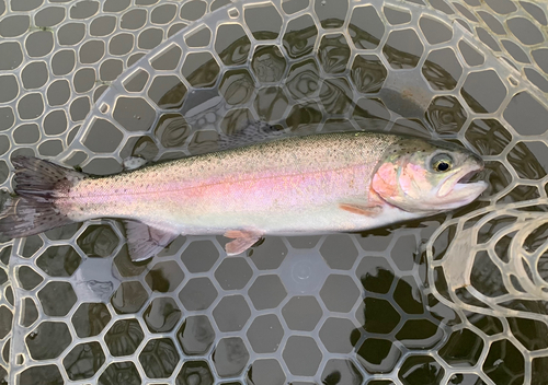 ニジマスの釣果