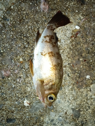 メバルの釣果