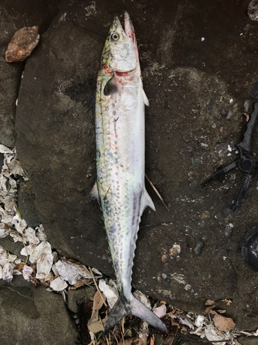 サゴシの釣果