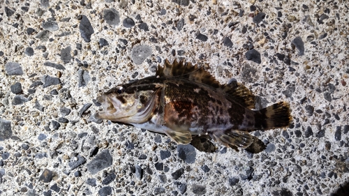 タケノコメバルの釣果